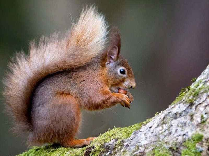 Citizen scientists called to their part Ireland's red squirrel