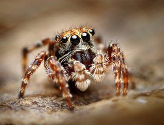 Spiders can use their webs to hear sounds, study finds
