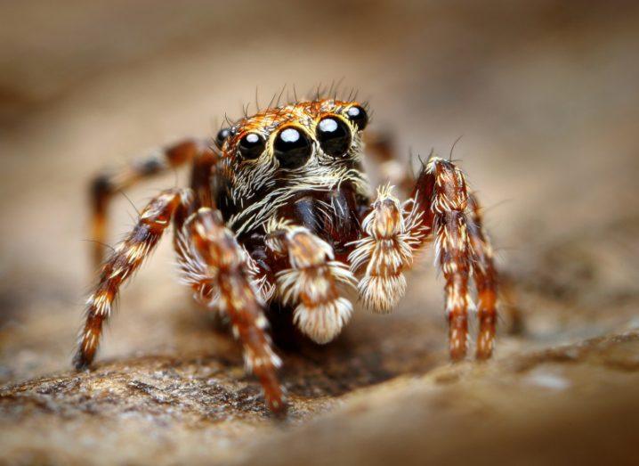 Close-up of a spider with big eyes.