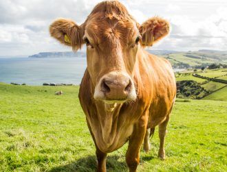 Reducing livestock is a ‘flawed’ way to reduce emissions, VistaMilk claims