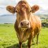 Reducing livestock is a ‘flawed’ way to tackle emissions, VistaMilk claims