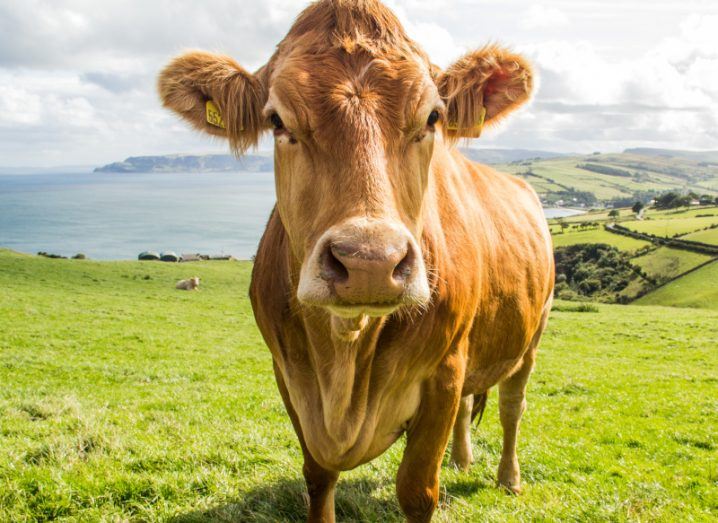 Photograph of a cow looking towards the camera, standing in a field. There are more fields to the right of the background, while the sea and some cliffs are visible in the left background.