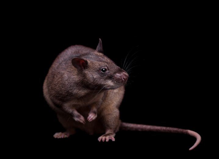 A large rat crouched on its hind legs, looking off to the right.