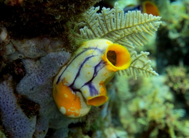 A brightly coloured sea squirt sticking out of a rock on the seabed.