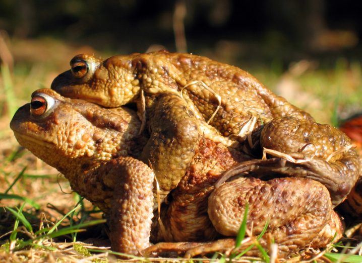 A frog laying on another frog on a grass field.