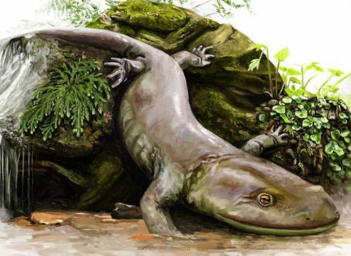 An artist’s impression of the salamander sliding off a rock.