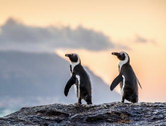 Penguins can adapt their voices to sound like their friends