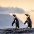 Penguins can adapt their voices to sound like their friends