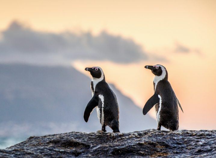 Two African penguins stand on a rock with a sunset sky behind them.