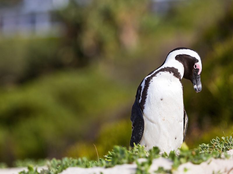 A single African penguin stands on the sand of a beach.