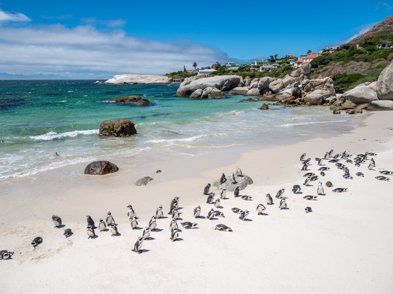 A large group of penguins gather on a beach in South Africa.