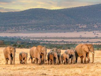 Two Scottish start-ups use satellite tech to help conserve African elephants