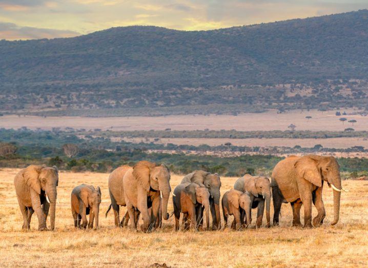 A herd of elephants walking in a line across a savannah with hills in the distance.