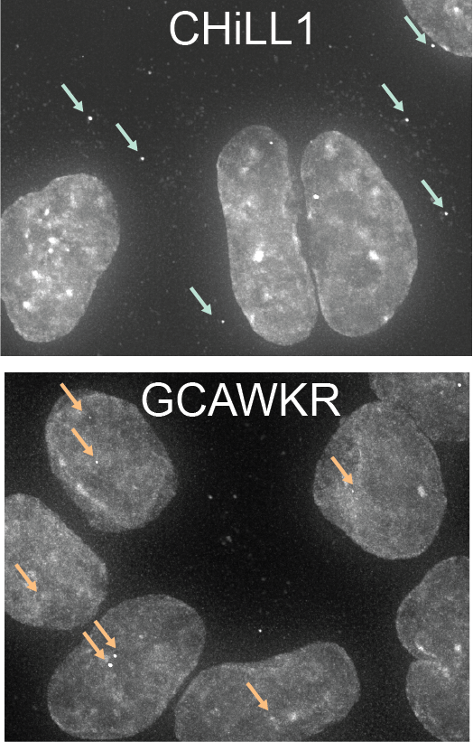 Two black and white images of cells with arrows pointing to specific molecules.