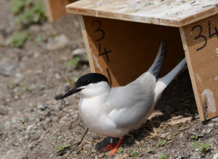 A roseate tern emerging from a wooden nesting box.