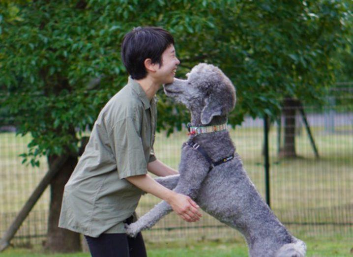 A grey poodle jumping up on its owner giving them an embrace in an outdoor setting with green trees.