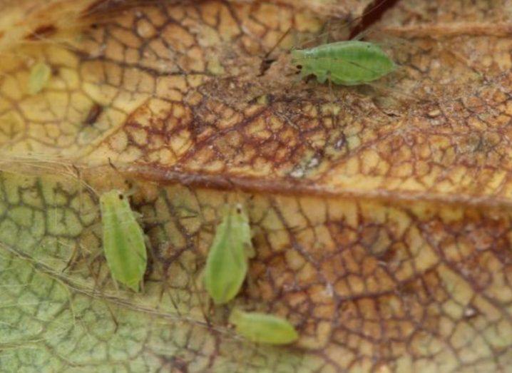 Potato aphids on a plant which is brown in some sections and green in others.