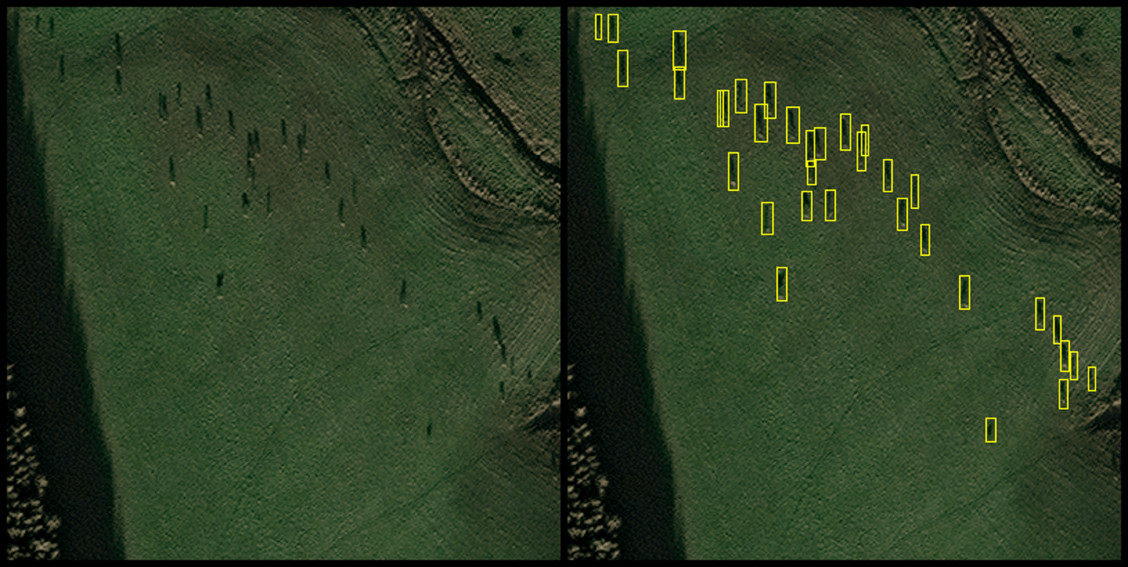 Aerial satellite image showing Scottish deer identified by yellow squares.