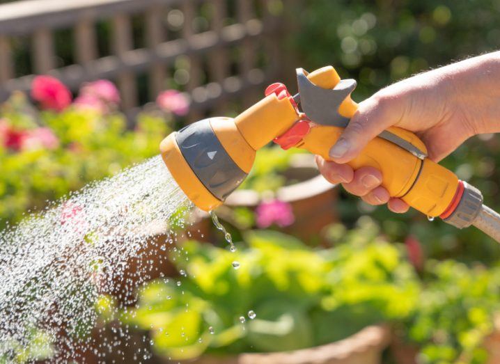 A watering hose held in a person's hand with water being sprayed on plants in a garden. Signifies the UK drought.