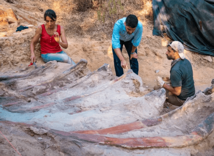 Three people investigate the ribs of a massive dinosaur skeleton found in Pombal, Portugal.