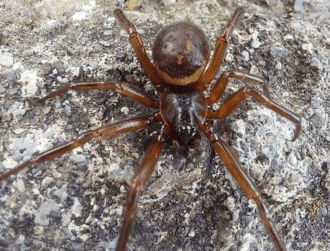 Noble false widows are 230 times more venomous than native spiders