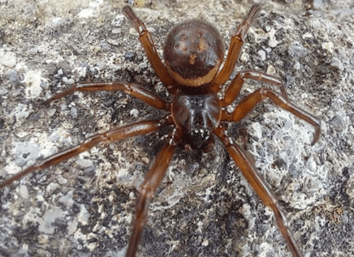 A noble false widow spider standing on rocky terrain.