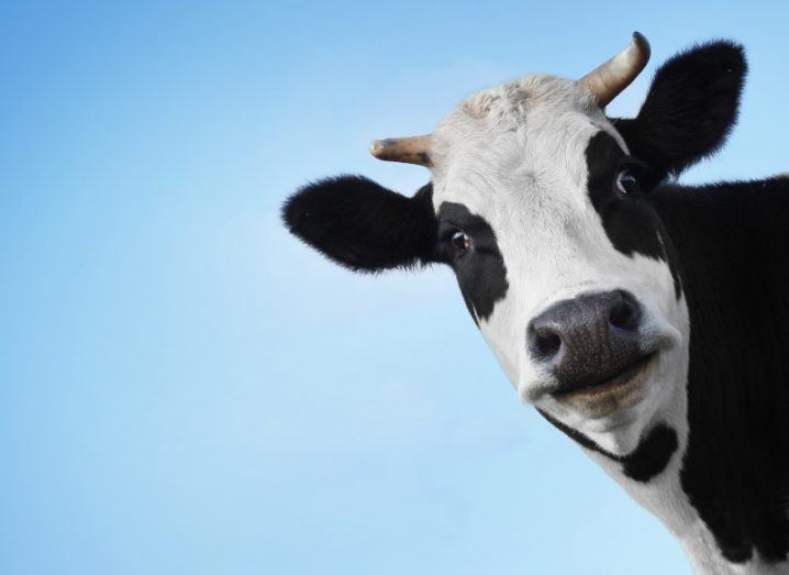 A cow peeks into view against a blue sky, with its eyes staring directly at the camera.