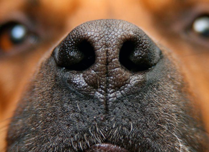 A close-up image of a dog's nose, with the rest of the dog's face visible in the background.