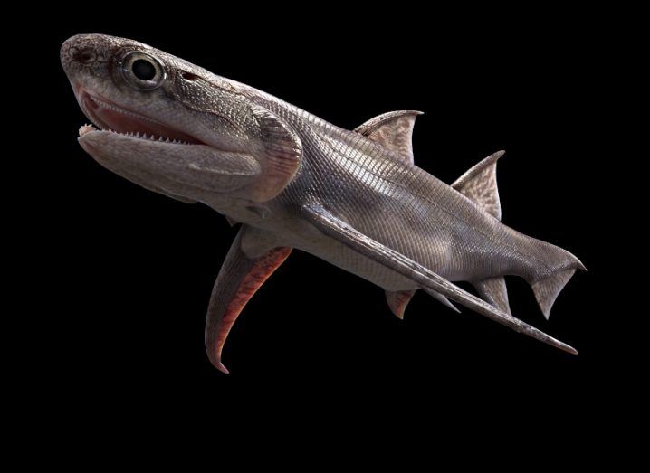 Qianodus duplicis image of the ancient shark-like creature against a black background.