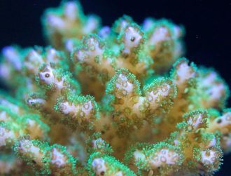 Galway researchers turn to coral as a way to treat bone injuries
