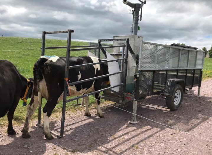 Cows queuing up for a breath test which measures the amount of methane they emit while they eat.