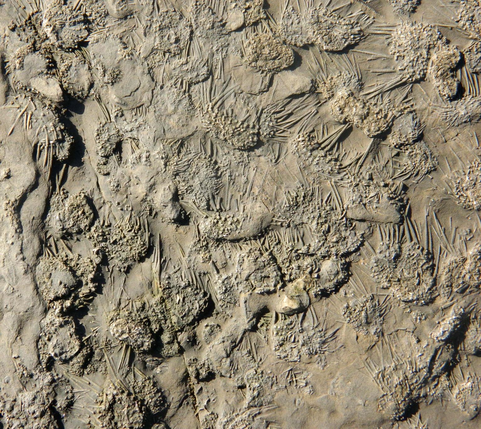A close-up view of the Hook Head fossil sea urchins where their spines are visible.