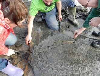 Irish scientists lead discovery of 350m-year-old fossil sea urchins