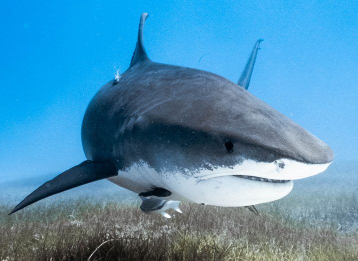 A tiger shark swimming in over a patch of seagrass.