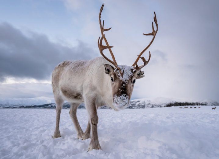 A reindeer with dark eyes stands in a snowy winter landscape.