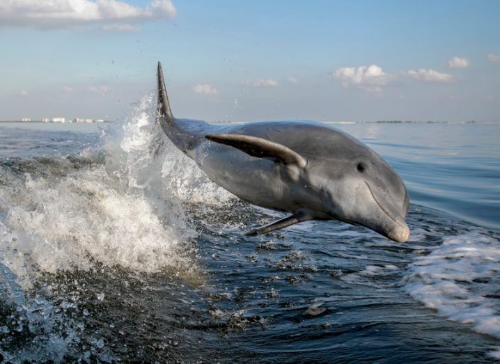A bottle-nose dolphin in mid-jump over a sea wave with sky in the background.