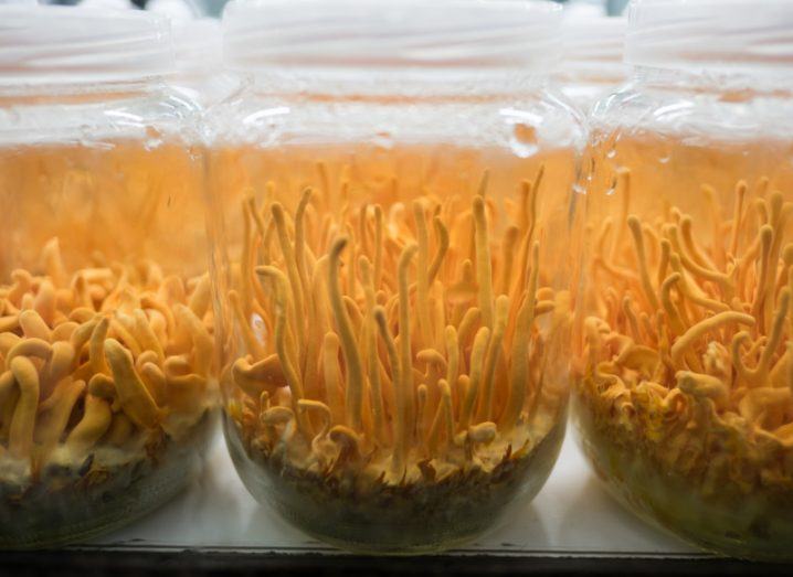 Yellow Cordyceps militaris Mushrooms in jars.
