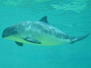 An image of a porpoise in turquoise blue water of the North Sea.