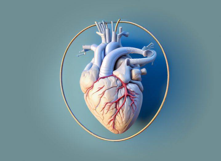 A 3D printed replica of the human heart on a blue background.