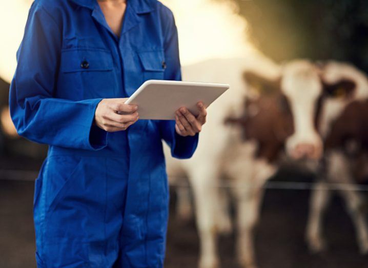 A farmer in blue overalls looks at an ipad while a cow stands behind her looking towards the camera.