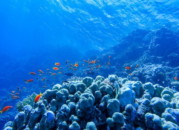An underwater image of corals and bright orange fish in a deep blue ocean.