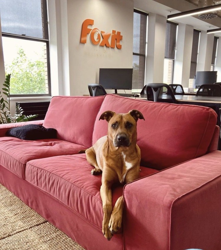 A brown dog lying on a red sofa in an office with the Foxit logo on the wall.