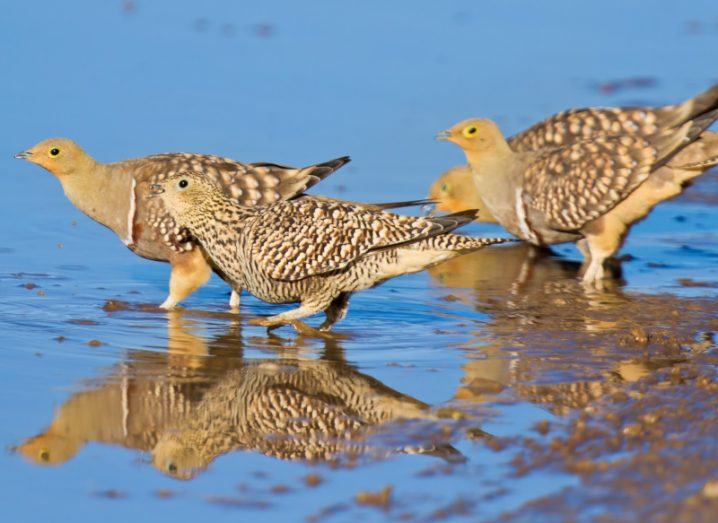 A group of Namaqua sandgrouse birds paddling in a pool of water.