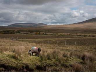Galway scientists to track EU rewilding project’s progress using data