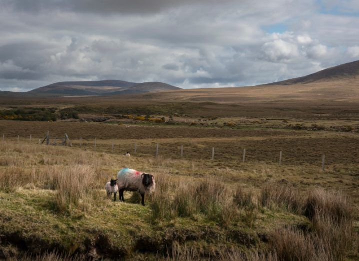 Two sheep standing on a bog with the sky visible and mountains in the distance.