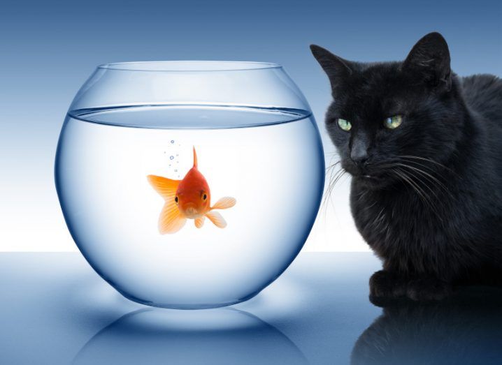 A goldfish in a fish bowl facing the camera with a black cat staring at it on the right.