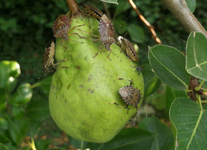 A group of brown marmorated stink bugs on a piece of green fruit.