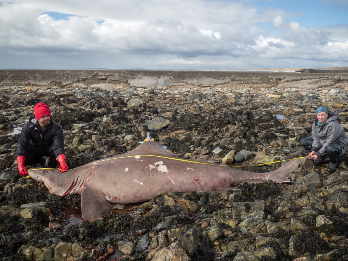 A man and a woman on either side of a large shark, which is washed up on a beach.