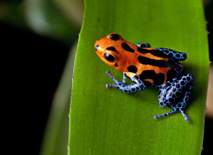 A red-striped poison dart frog sitting a large green leaf.