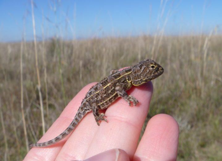 A person's hand holding a Victorian grassland earless dragon with long grass and a blue sky in the background.